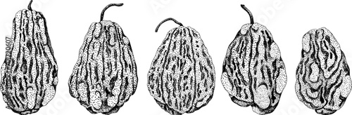Chayote, Mexican cucumber vector engraving illustration isolated on white background. Organic healthy nutrient super food vegan ingredient