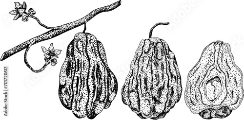 Chayote, Mexican cucumber vector engraving illustration isolated on white background. Organic healthy nutrient super food vegan ingredient