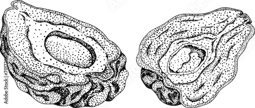 Chayote, Mexican cucumber vector engraving illustration isolated on white background. Organic healthy nutrient super food vegan ingredient