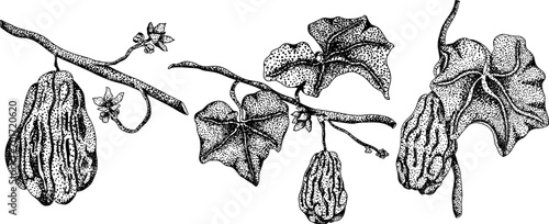 Chayote, Mexican cucumber vector engraving illustration isolated on white background. Organic healthy nutrient super food vegan ingredient