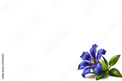 A gentian blossom as border on a white background with space for text photo
