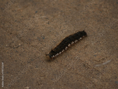 A brown caterpillar crawls along the road