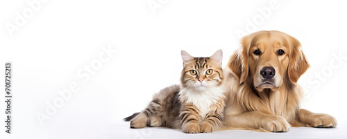 Golden Retriever dog and cat lie on a white background. Free space for product placement or advertising text. photo