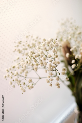 A branch of gypsophila