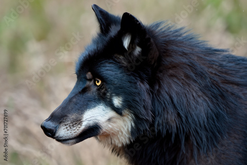 black Dog. large black dog with light spots, head close-up. animals concept
