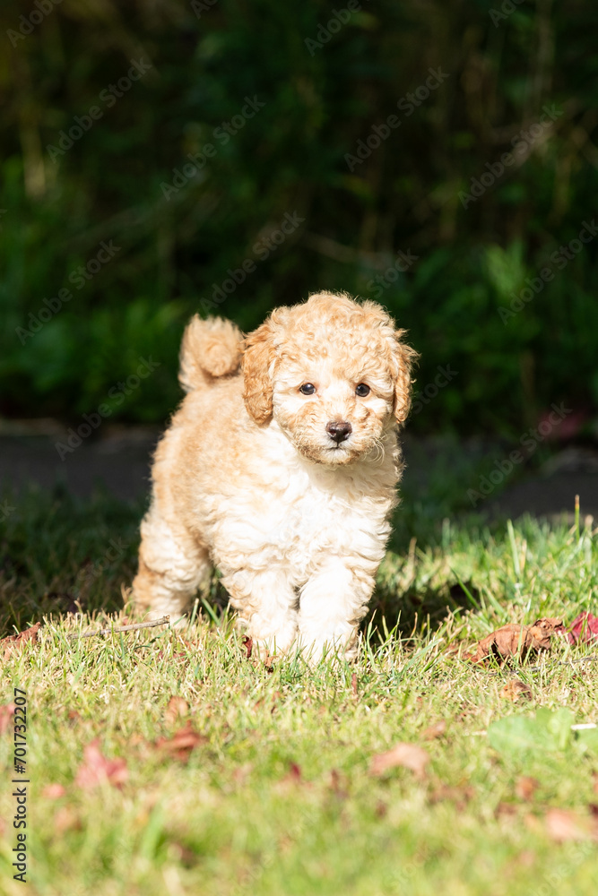 Miniature Poodle Puppies