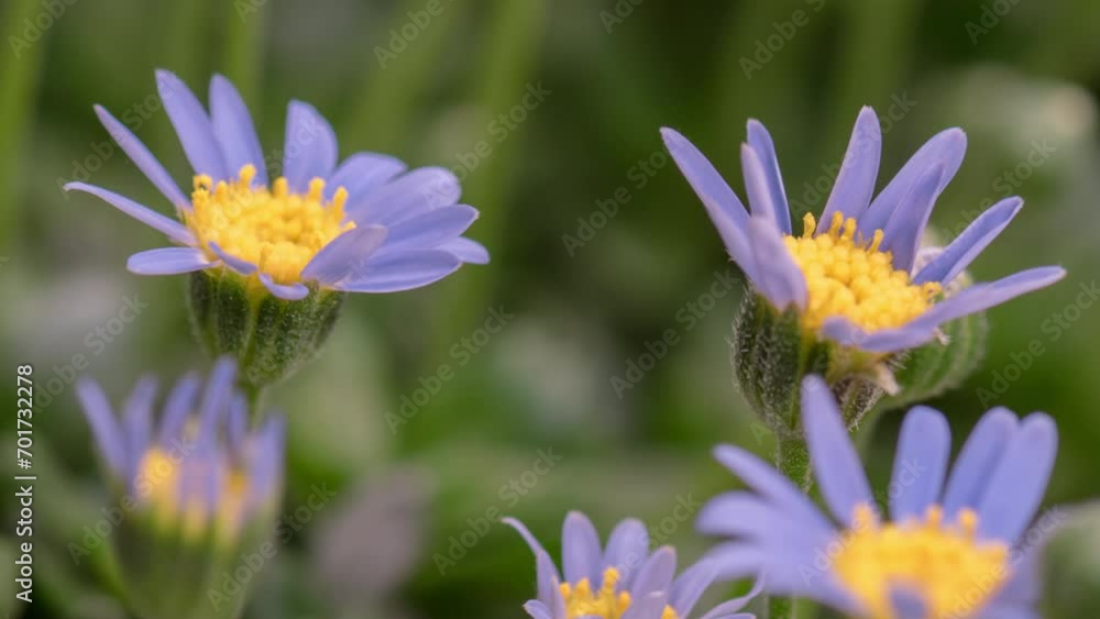 4K Time Lapse of beautiful blue Felicia flowers opening. Felicia flowers or blue daisy bush during their cycle blossoms. 4K Time Lapse of beautiful blue Felicia flowers opening. Felicia flowers or blue daisy bush during their cycle blossoms.