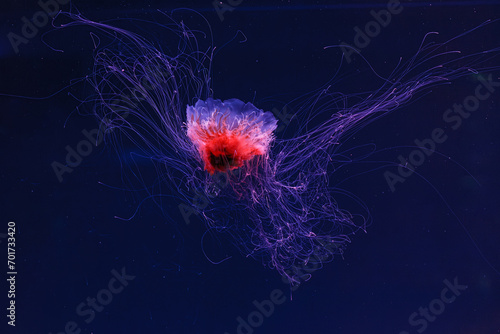 underwater photography of a beautiful lion's mane jellyfish cyanea capillata