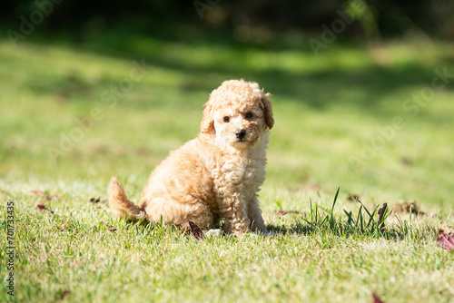 Miniature Poodle Puppies