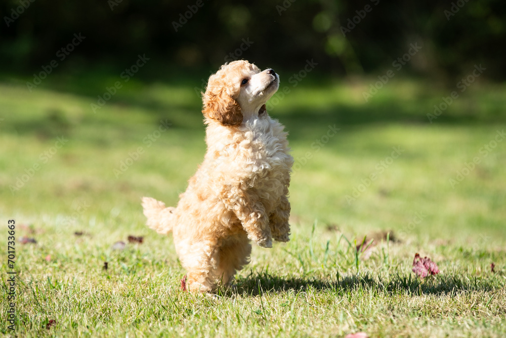 Miniature Poodle Puppies