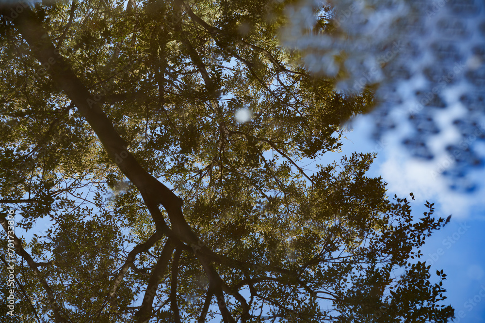Fototapeta premium Milan, Italy: tree reflected in a puddle