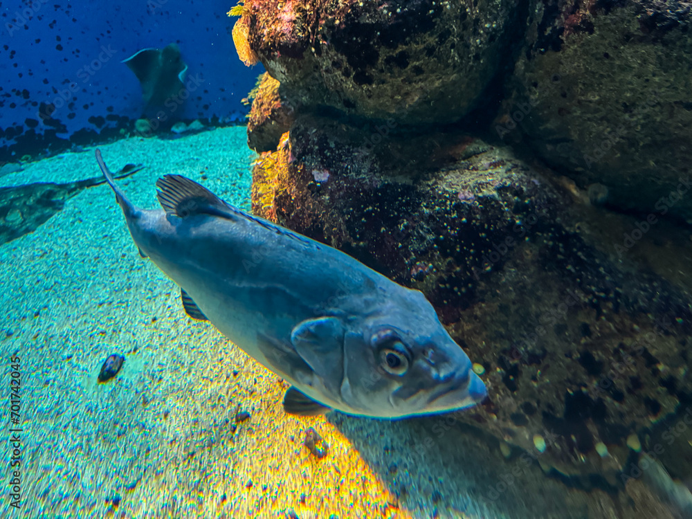 Obraz premium A Glimpse into the Aquarium: Blue Fish by the Rocky Seabed