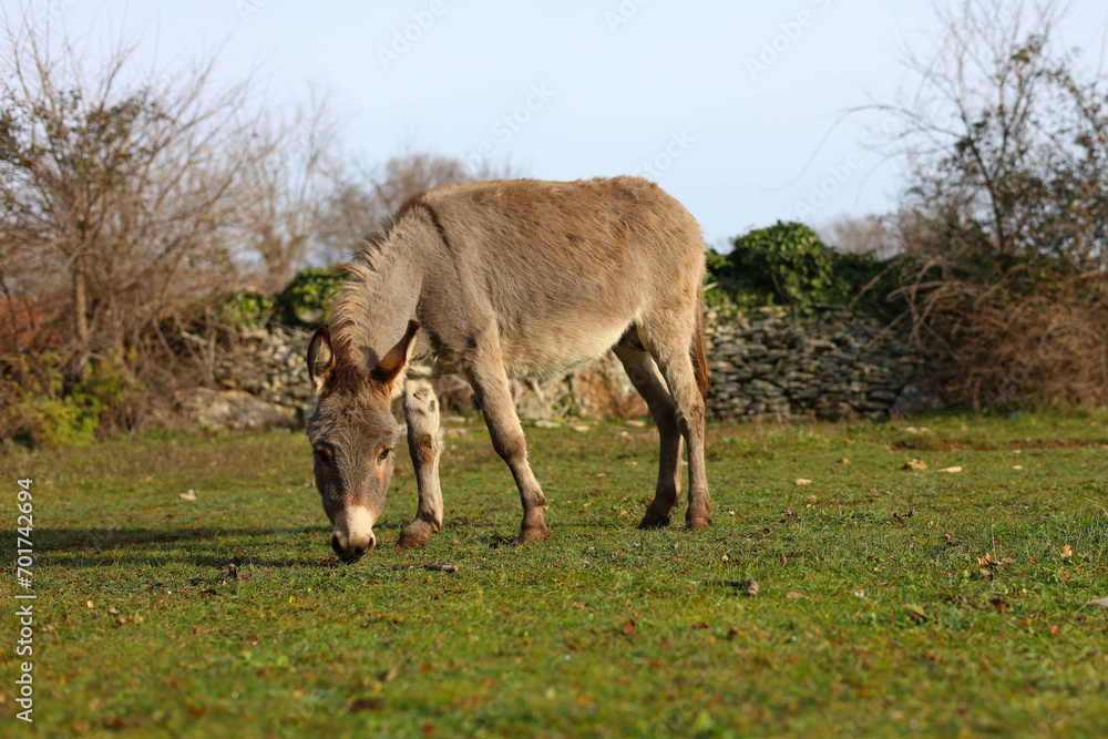 donkeys on the field