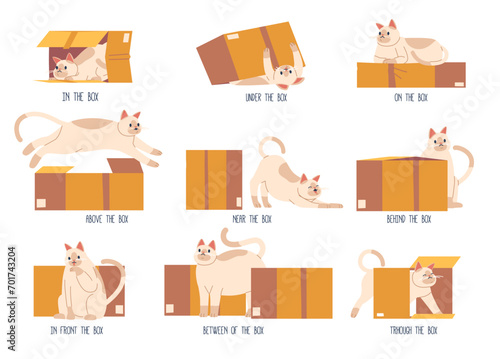 Learning Positions In Space With Cute Cat Pet Near, Under, Behind, Between, On, In Front Of, Beside, Between Of Boxes