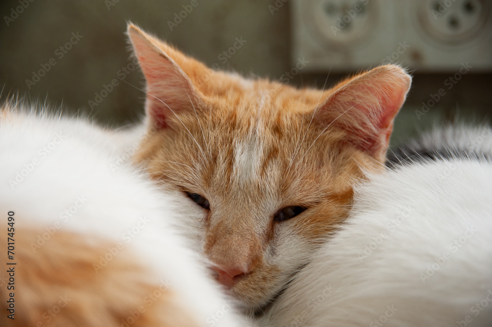 Naklejka premium An orange, striped feral, wild tabby street cat rests its head against the body of a sleeping furry white cat.