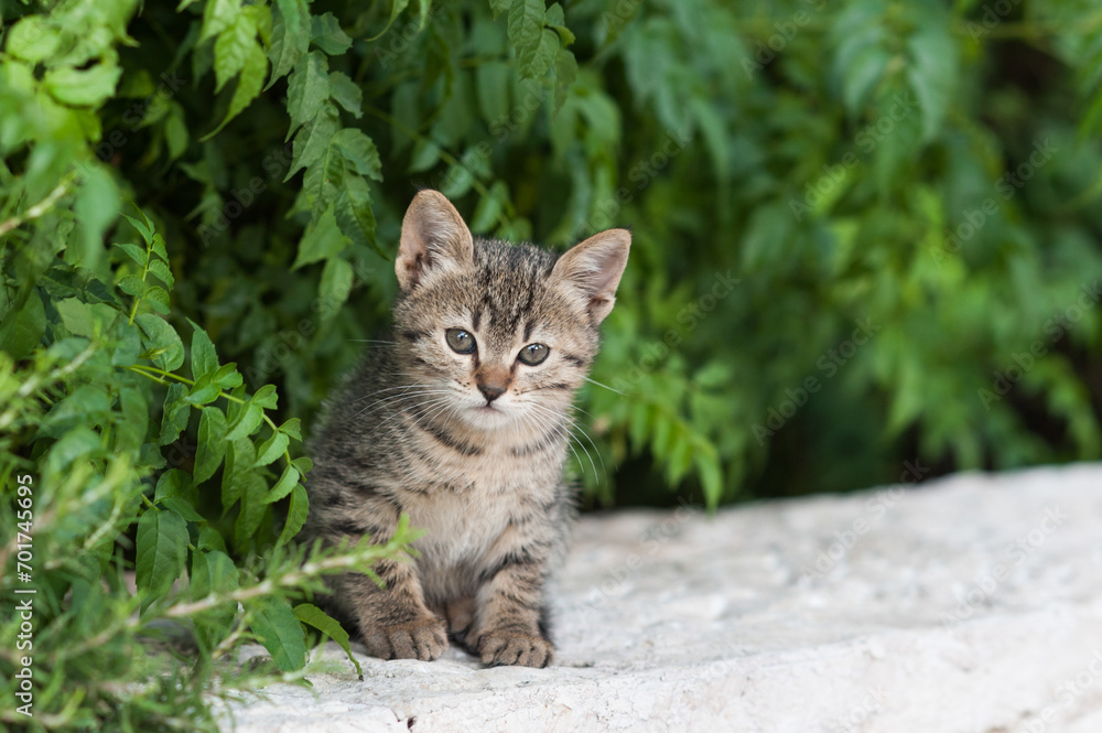 A tiny, grey tiger stripe kitten peers out from a hiding spot beneath a cover of green leaves A tiny, grey tiger stripe kitten peers out from a hiding spot beneath a cover of green leaves