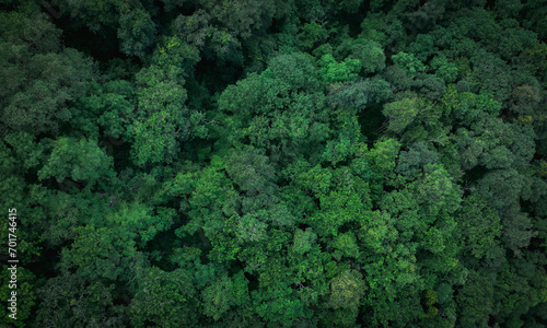 Aerial top view of green trees in forest. Drone view of dense green tree captures CO2. Green tree nature background for carbon neutrality and net zero emissions concept. Sustainable green environment. photo