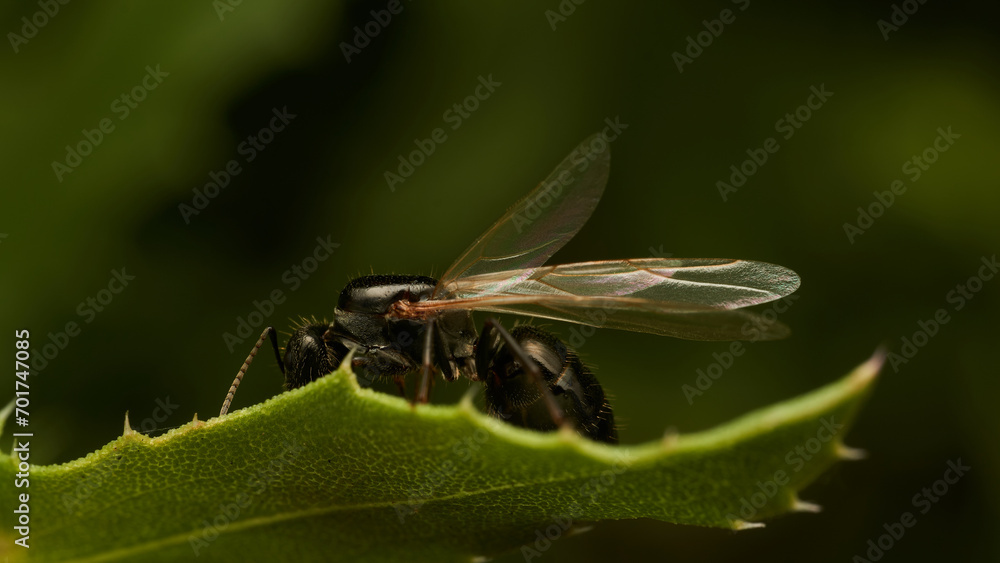 Details of an ant with wings perched on a leaf Details of an ant with wings perched on a leaf