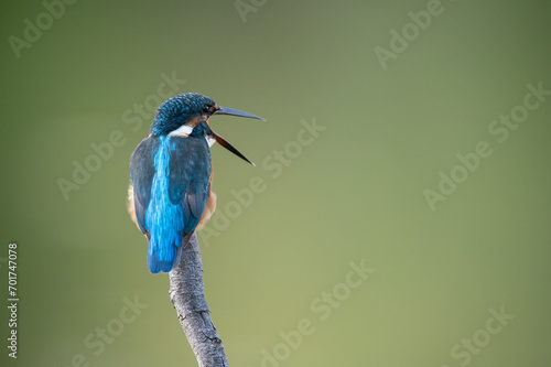 Beautiful little blue-and-orange bird with a long