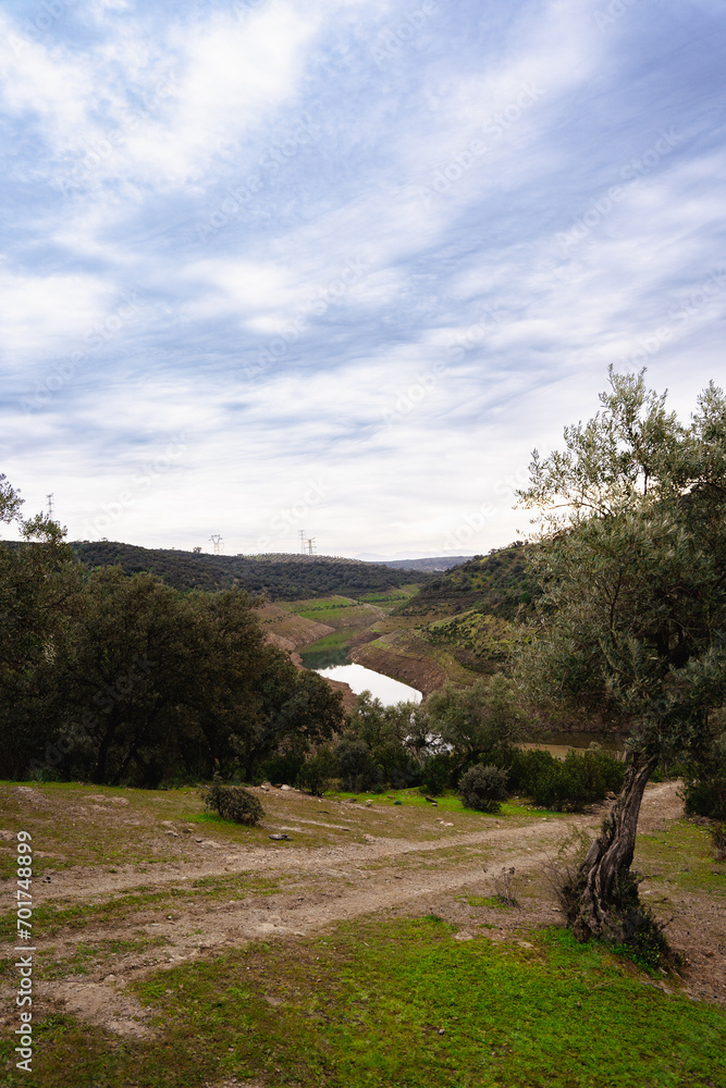 Ovejas y Olivar