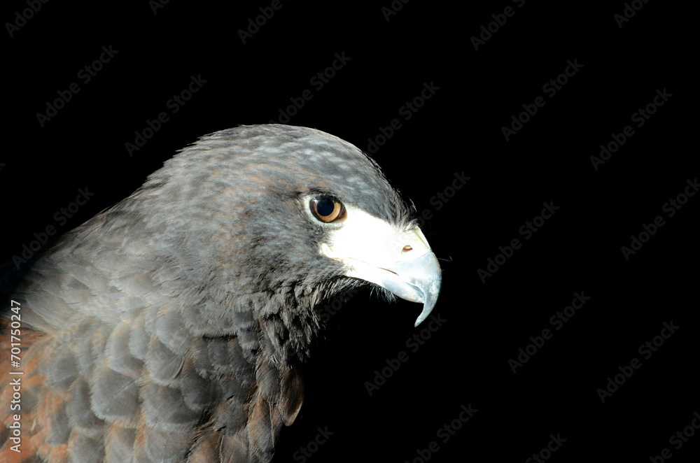 Fototapeta premium モモアカノスリ