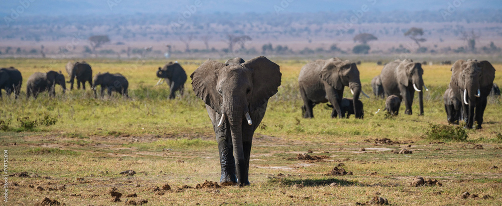 Obraz premium Herd of Elephants in Africa walking through the grass in Tarangire National Park, Tanzania