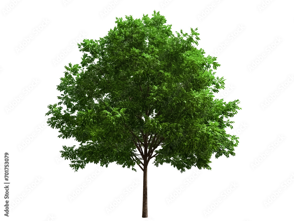 Fototapeta premium big tree isolate on white transparent background, png 