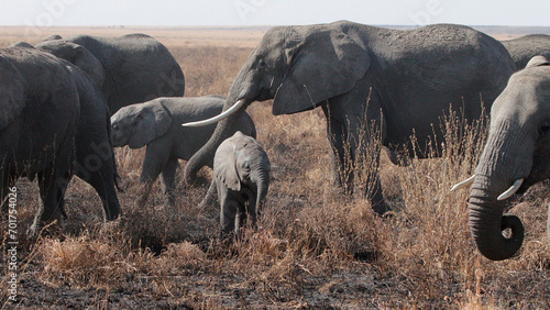 Herd of Elephants in Africa walking through the grass in Tarangire National Park, Tanzania
