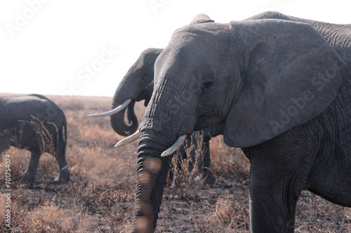 Herd of Elephants in Africa walking through the grass in Tarangire National Park, Tanzania
