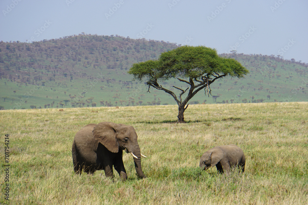 Obraz premium Herd of Elephants in Africa walking through the grass in Tarangire National Park, Tanzania