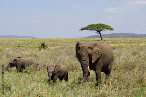 Herd of Elephants in Africa walking through the grass in Tarangire National Park  Tanzania