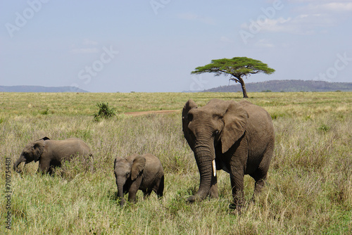 Herd of Elephants in Africa walking through the grass in Tarangire National Park, Tanzania