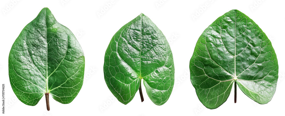 anredera cordifolia leaf on white isolated background herbal plant anredera cordifolia leaf on white isolated background herbal plant