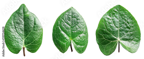 anredera cordifolia leaf on white isolated background herbal plant photo