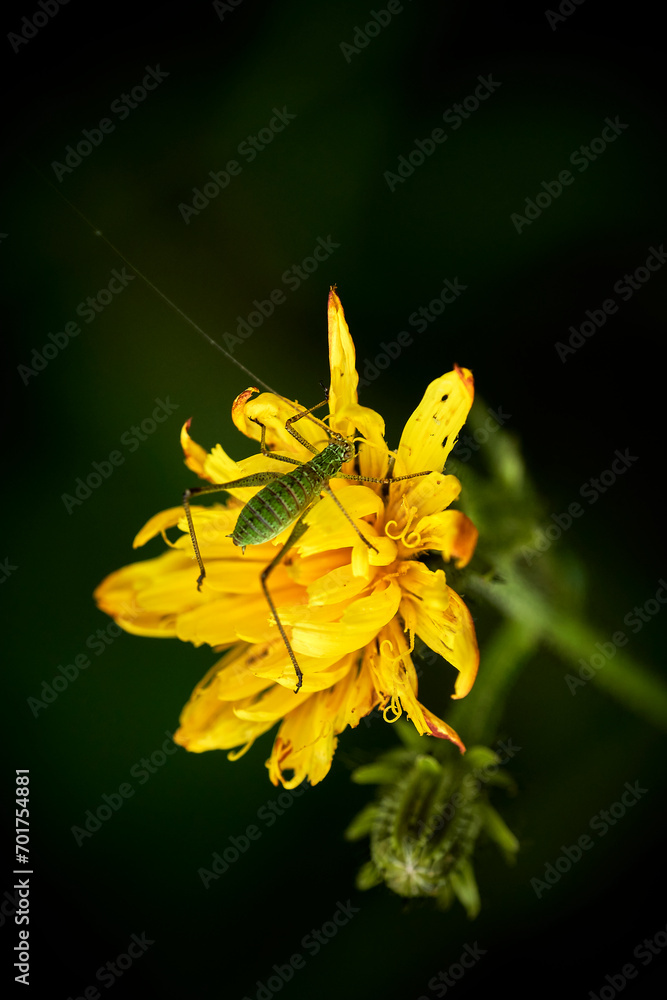 Fototapeta premium Pequeño saltamontes verde (Cantabria)