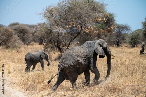 Herd of Elephants in Africa walking through the grass in Tarangire National Park, Tanzania