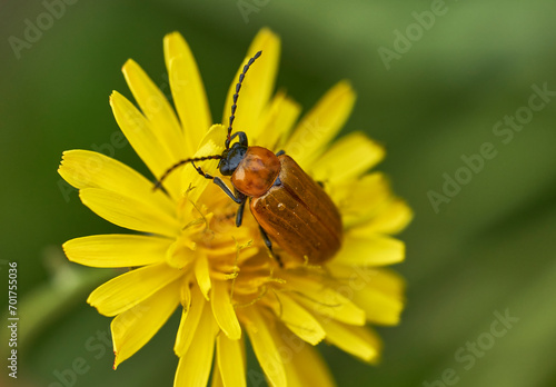 Escarabajo anarajando (Cantabria) photo