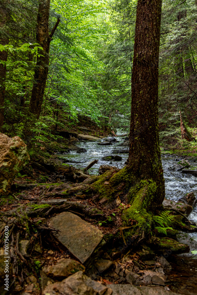 Rocks and Roots of a Mountain Stream Rocks and Roots of a Mountain Stream