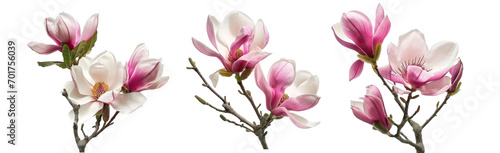 magnolia liliiflora flower on branch  lily magnolia flower isolated on white background