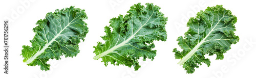 single green leaf of curlyleaf kale isolated