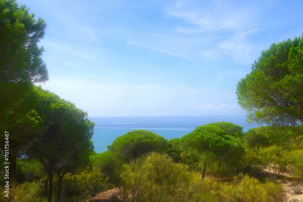 landscape with pine trees and a view toward the Atlantic Ocean, Barbate, Parque Natural de la Breña y Marismas de Barbate, Costa de la Luz, Andalusia, Spain