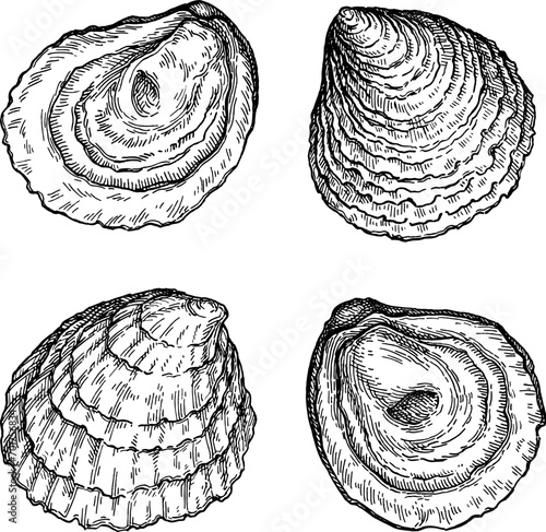 European oysters ink sketch.