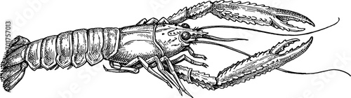 Norwegian lobster ink sketch photo