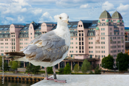 Seagull on the roof of the ...