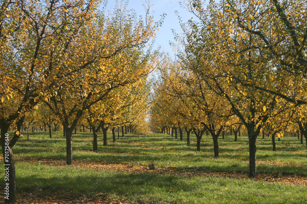 arbres fruitiers dans un verger en automne