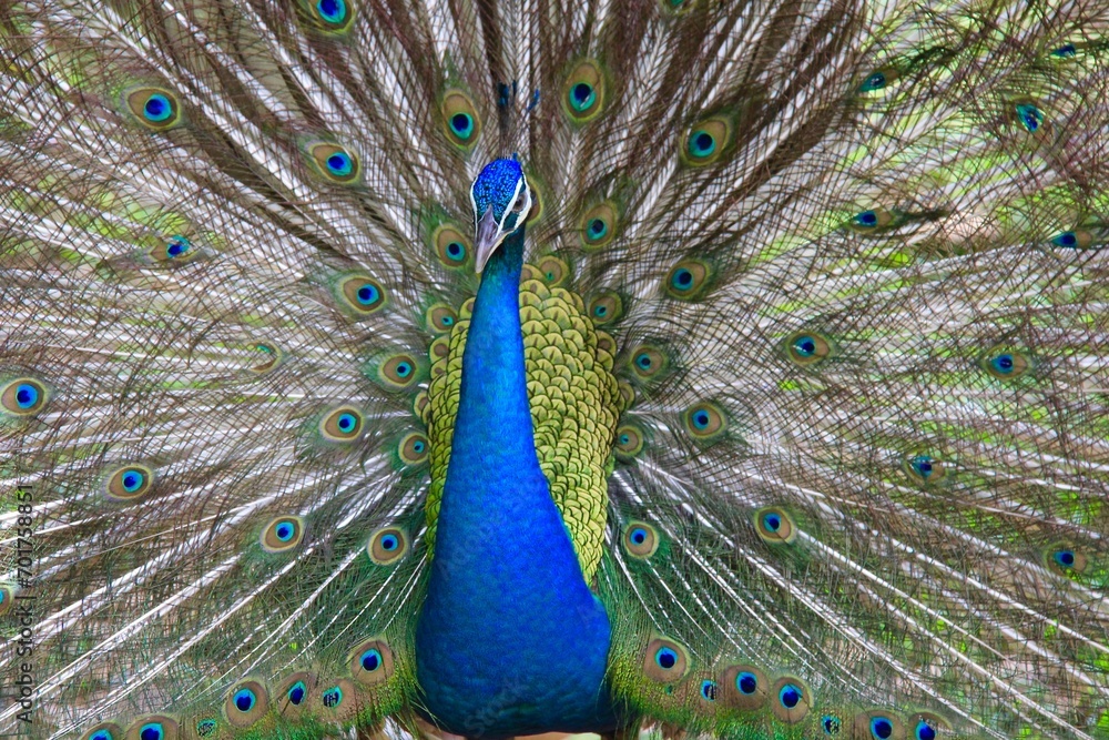 Obraz premium A peacock with feathers