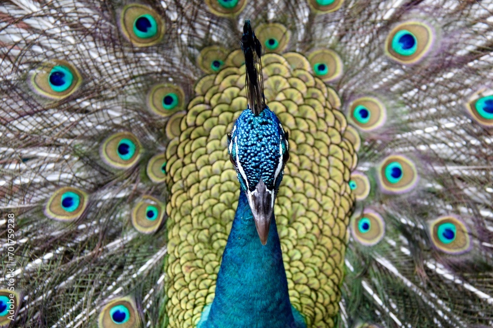 Obraz premium peacock with feathers