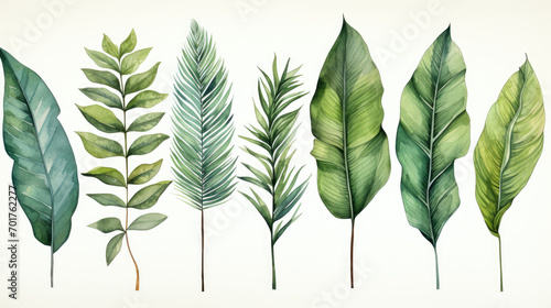 Tropical palm leaves set on white background. Watercolor hand-painted, summer clipart photo