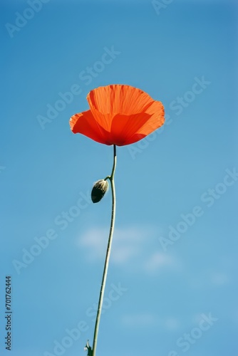 A minimalist interpretation of a poppy, with bold colors and simple shapes.
