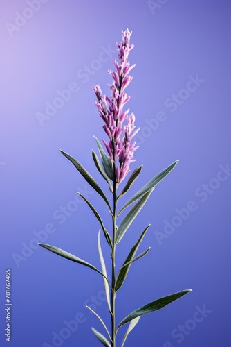 An image of a lavender sprig  portrayed with a few purple dashes and slender green lines.